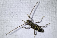 Coptocercus rubripes