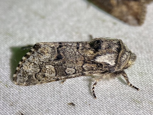 Thaxter’s Sallow photo 3