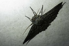 Melanodes anthracitaria