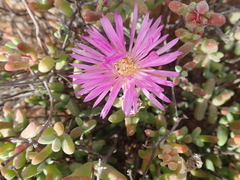 Drosanthemopsis diversifolia