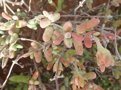 Drosanthemopsis diversifolia