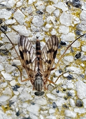 Rhagio atlanticus