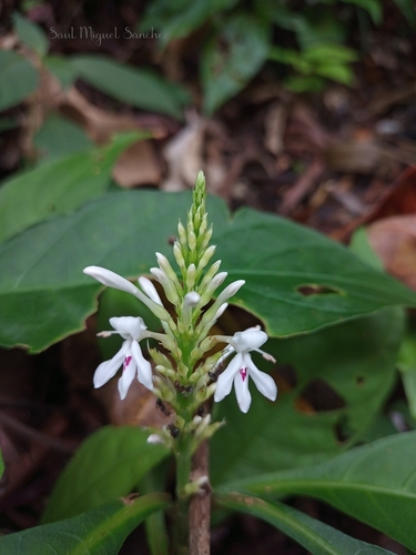 Odontonema albiflorum