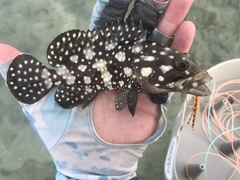 Epinephelus summana