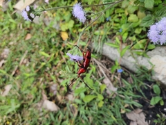 Dicelosternus corallinus