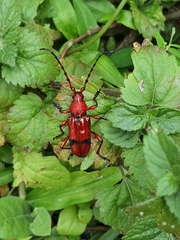 Dicelosternus corallinus