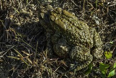 Duttaphrynus himalayanus