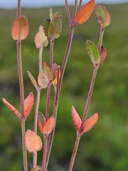 Gonocarpus teucrioides