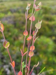 Gonocarpus teucrioides