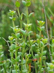 Gonocarpus teucrioides