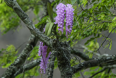 Aerides rosea