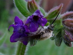 Bombylius cinerascens