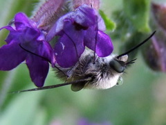 Bombylius cinerascens