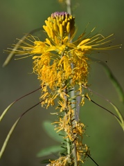 Cleomella jonesii