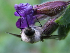 Bombylius cinerascens