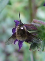 Bombylius cinerascens