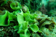 Dictyosphaeria sericea