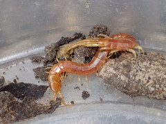 Scolopocryptops gracilis