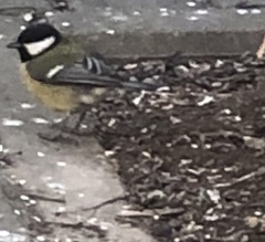 Parus major