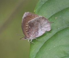 Mahathala ameria