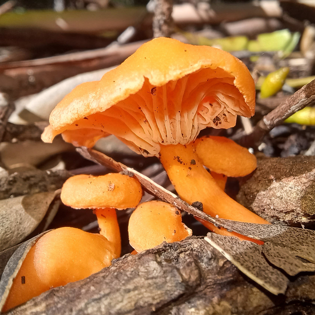 Australian chanterelle from Sydney NSW, Australia on March 20, 2022 at