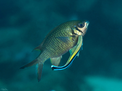 Chromis weberi