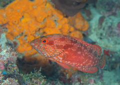 Cephalopholis spiloparaea