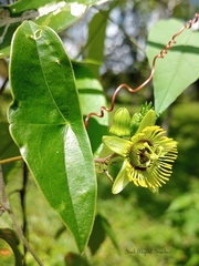 Passiflora sexocellata