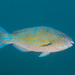 Bluebarred Parrotfish - Photo (c) Rafi Amar, some rights reserved (CC BY-NC), uploaded by Rafi Amar