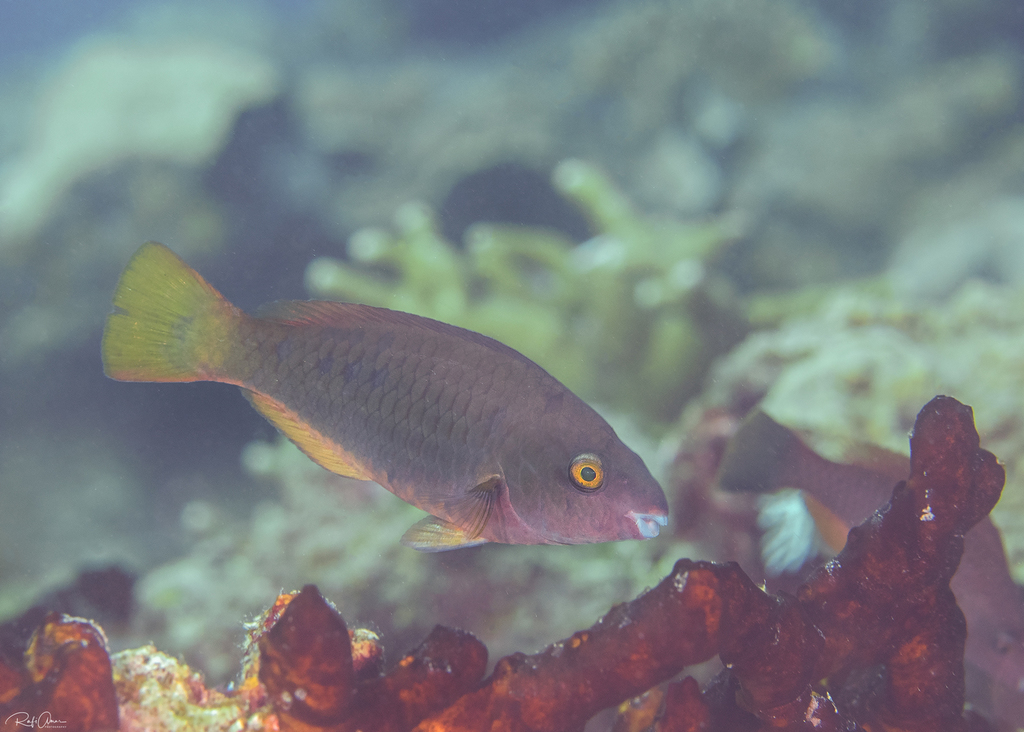 Tricolour Parrotfish