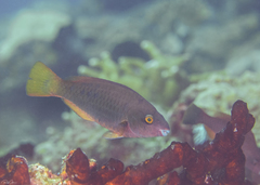 Tricolour Parrotfish photo 1