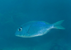 Gymnocranius microdon
