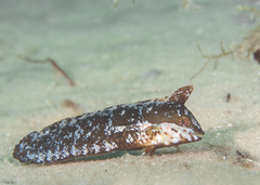 Novaculoides macrolepidotus