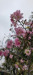 Prunus