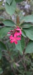 Jatropha integerrima