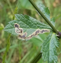 Phytomyza saniculae