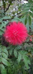 Calliandra haematocephala