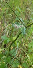 Phytomyza saniculae