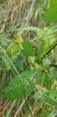 Phytomyza saniculae
