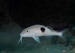 Parupeneus pleurostigma