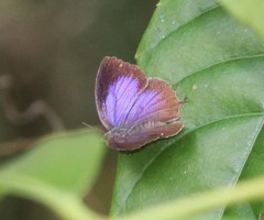 Mahathala ameria