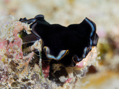 Pseudoceros duplicinctus