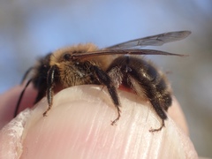 Andrena scotica