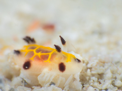 Halgerda wasinensis