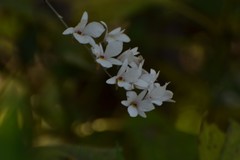 Dendrobium barbatulum