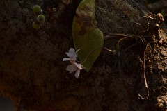 Dendrobium barbatulum