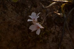 Dendrobium barbatulum
