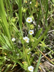 Plagiobothrys acanthocarpus