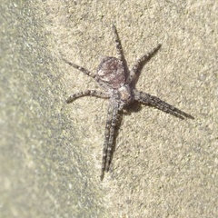 Philodromus buxi