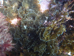 Zonaria aureomarginata